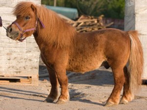 1348654909_poni