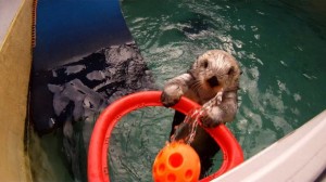 97627593_eddie_sea_otter