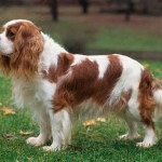 Dog_2