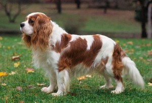 Dog_2