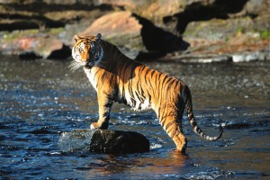bengal-tiger