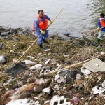 Cleaning workers retrieve the carcasses of pigs from a branch of Huangpu River in Shanghai