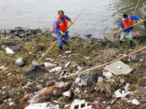 Cleaning workers retrieve the carcasses of pigs from a branch of Huangpu River in Shanghai