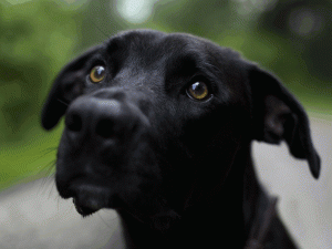 a-stray-dog-saves-people