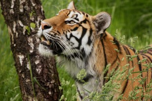 506228_tigr_xishhnik_derevo_beryoza_trava_2048x1361_(www.GdeFon.ru)